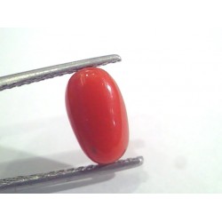 Natural red coral clearance price